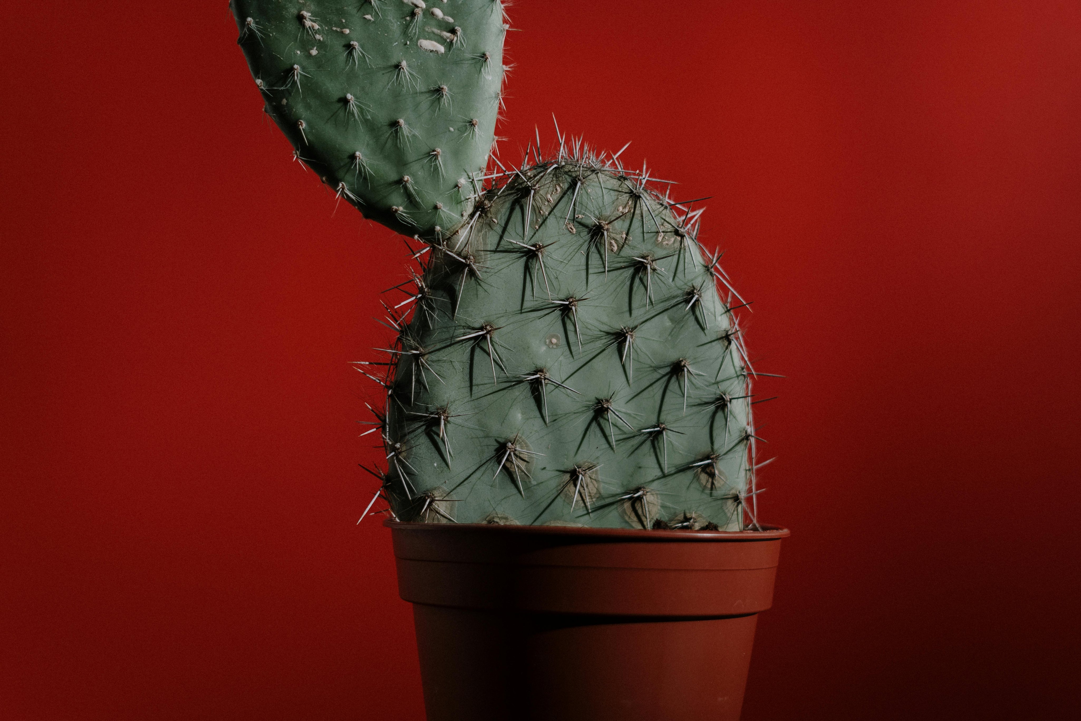 DOLOR EN LAS RELACIONES
